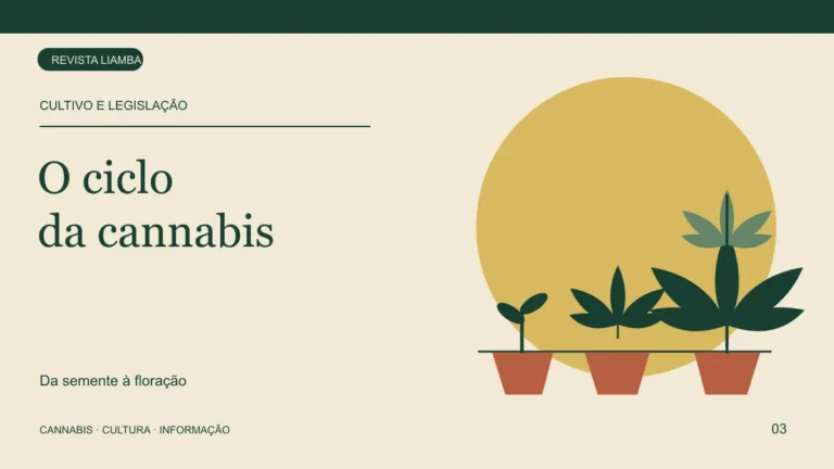 Ilustração de três etapas do desenvolvimento da cannabis, da muda à planta com folhas.