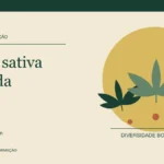 Ilustração de folhas de cannabis com formas variadas sobre os limites dos rótulos indica, sativa e híbrida.
